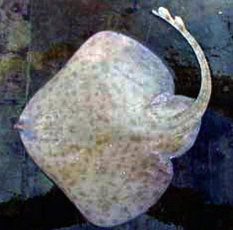 Leucoraja circularis_09.jpg